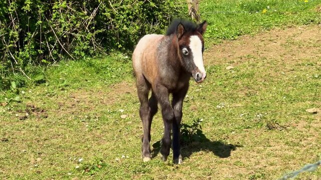 Newborn foal with white face taking its first wobbly steps in sunny pasture
