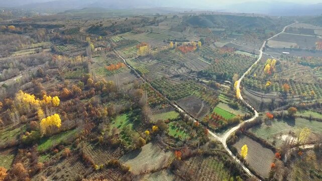 Aerial small orchards bordered by poplar trees across rural fields in autumn in woodland light. Seasonal farmland patterns and colorful foliage shape a calm countryside landscape.