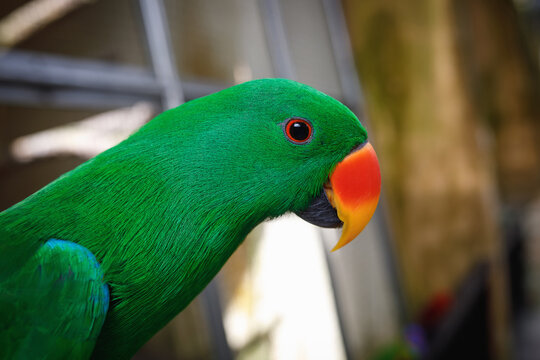 Extreme closeup portrait of vibrant green eclectus parrot showing vivid red orange beak and bright red eye with detailed feather texture in tropical zoo in Asia