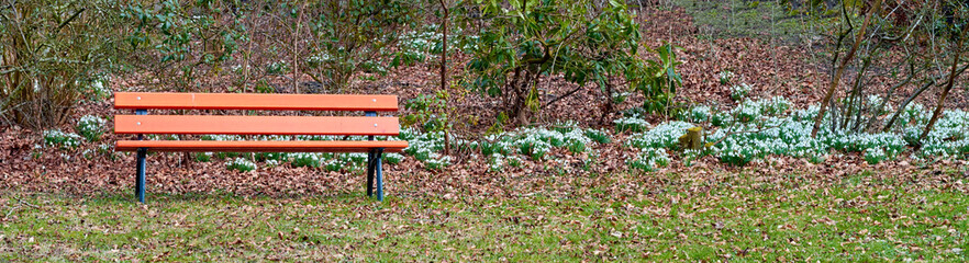 Naklejka premium Autumn, bench and white flowers in park with plants, sustainability and peaceful environment to relax. Banner, snowdrop botany or trees outdoor with chair, fall foliage or nature scenery for serenity