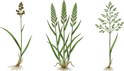 Botanical Grass Plant Vector Illustration Collection Featuring Wild Meadow Herbs, Green Field Vegetation, and Natural Agricultural Species Isolated on Background © MstSuborna