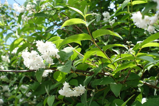 Green leaves and white flowers of double Deutzia crenata in June