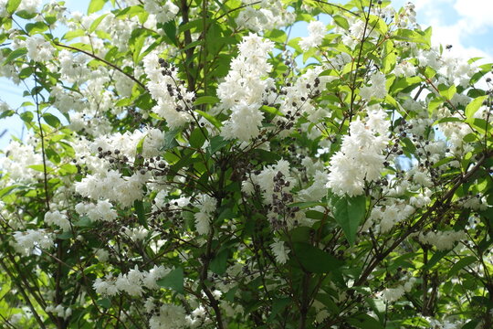 Gobs of white flowers of double Deutzia crenata in June