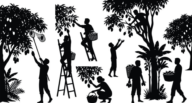 People harvesting fruit from trees in a tropical setting isolated on white background, Vector