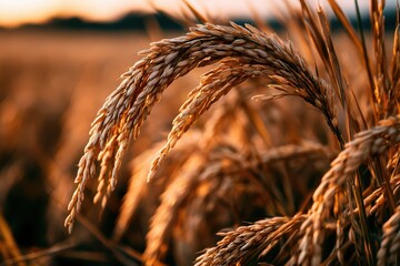 Fototapeta premium Golden rice stalks sway gently in the warm sunlight of a serene sunset over a vast agricultural field.