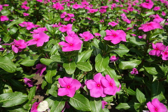 Multiplicity of vibrant pink flowers of Catharanthus roseus in July