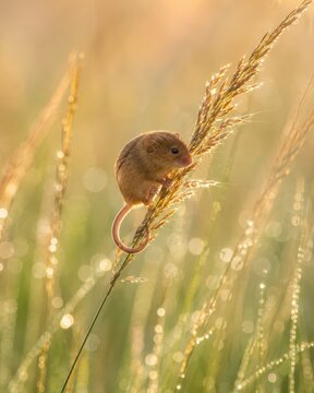 Petit mulot perch&eacute; sur une gramin&eacute;e dans la ros&eacute;e du matin