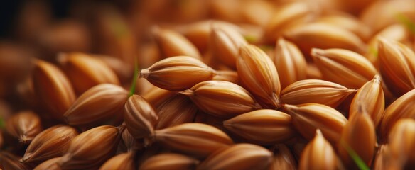 Obraz premium Vibrant close-up of golden barley grains showcasing rich amber hues and striking texture.