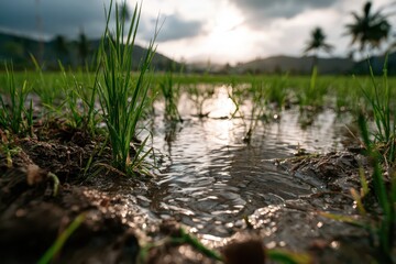Fototapeta premium Close-up of lush green rice shoots growing in flooded paddy field at golden hour sunset