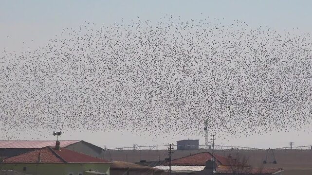 Swarm behaviour of dense flock birds forming dramatic murmuration patterns above rural flat land. Collective avian movement shows fluid shapes, coordinated flight, rhythmic motion across open plains.