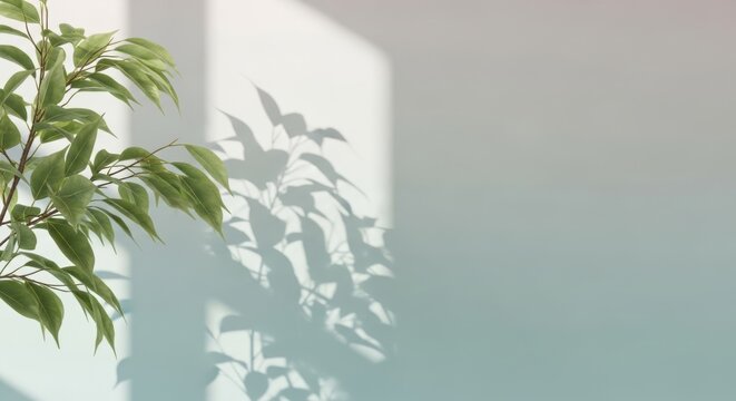 Ficus tree branch with leaves casting shadow on blank wall. Interior design background with minimalist aesthetic. Decorative plant for home staging and architectural presentation concept.