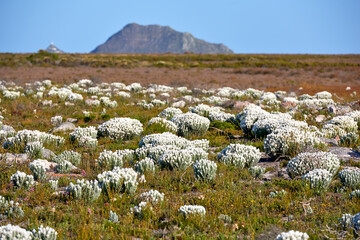 Naklejka premium Landscape, wild flowers and field with growth in nature with mountains, sky and bush on horizon. Savannah, everlastings blossom and shrub on ground, spring and environment at floral conservation park