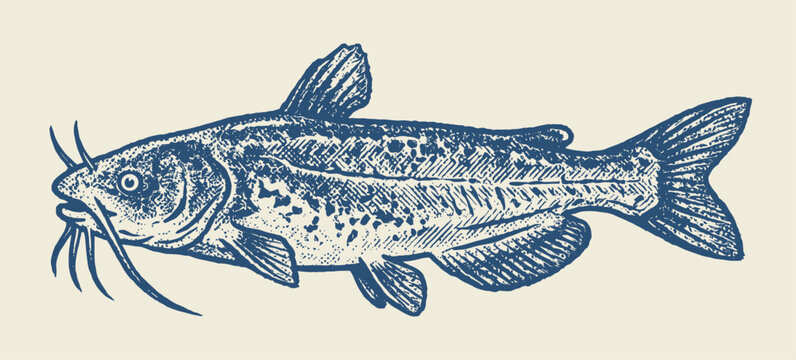 Vintage Catfish, Fishing Grunge Texture Sketch
