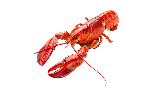 Freshly cooked whole red lobster for gourmet seafood restaurant menu and healthy marine nutrition concepts isolated on transparent background cut out