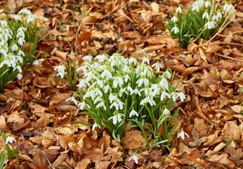 Naklejka premium Autumn, outdoor and white flowers in nature with growth, brown leaves and sustainable environment. Floral shrubs, galanthus nivalis or snowdrop in forest with ornamental bulb, plants or fall foliage.
