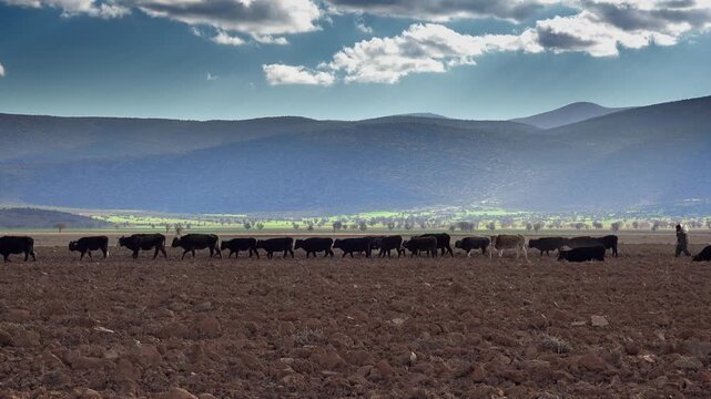 Cows cross plowed brown farmland beside an elderly shepherd in an emotional rural scene. Cattle and aged herder move through tilled soil as hardship, solitude, endurance, and resilience emerge.