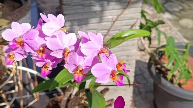 macro video footage of a very beautiful purple orchid flower with a very bright Asian summer feel