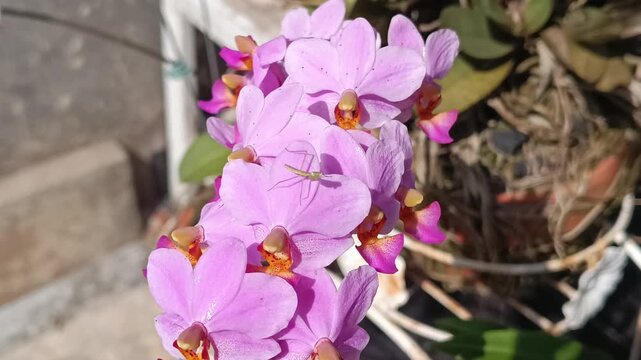 Footage of orchid flowers in the morning growing in pots around the garden in the yard of the house with very good treatment produces flowers that bloom in the morning which are very beautiful