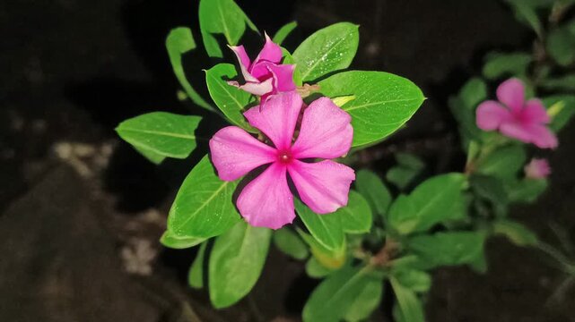 4k footage of a beautiful purple flower at night in slow motion