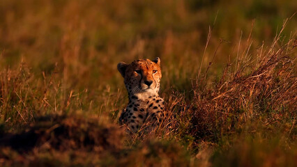 Cheetah Resting in Golden Hour Light on African Savanna Grassland at Sunset © Banu