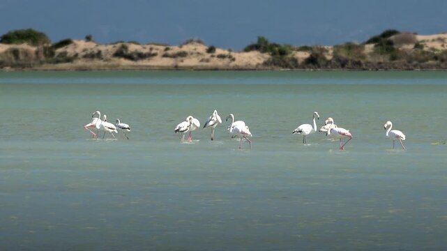 Small flock flamingos standing shallow coastal water Egypt dunes quiet lagoon broad terrain detail. Pink waders rest tidal shallows beside desert shore calm wetland bird habitat vast relief texture.