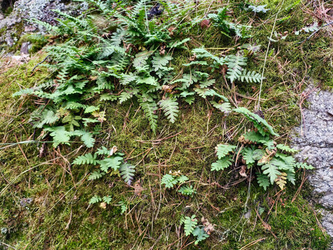 Boulder covered by moss and fern Polypodium sibiricum. Altai Krai, Belokurikha.
