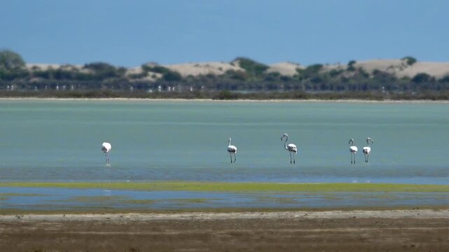 Small flock flamingos standing shallow coastal water Egypt dunes quiet lagoon broad terrain detail. Pink waders rest tidal shallows beside desert shore calm wetland bird habitat vast relief texture.