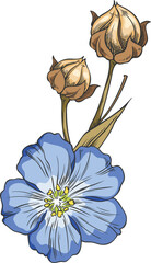 Obraz premium Flax blue flowers with dry seeds on stem sketch, vector hand drawn superfood foliage, essential herb, Linen plant