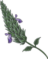 Obraz premium Chia plant with blue flowers vector sketch, Salvia hispanica, condiment or seasoning grains, seeds, superfood foliage