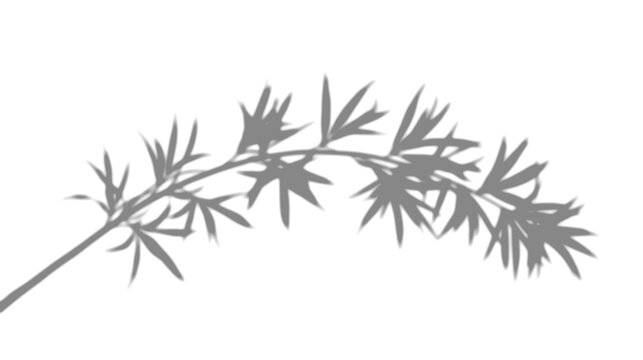 Overlay Shadow Grass Transparent Mockup Background Texture Blade Wispy Sunlight Dappled Botanical Realistic Natural PNG Photography