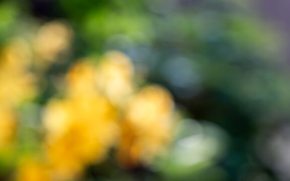 Soft yellow flower bokeh background with green natural blur