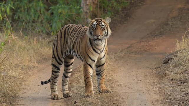 Bengal tiger yawning in slow motion at Ranthambore National Park