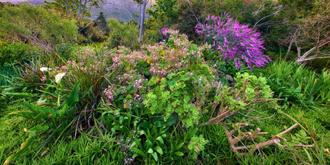 Obraz premium Botanical, summer or flowers in nature with growth, habitat or floral structure in ecology. Botany, meadow or regal geranium outdoor with development, plants or wild flora in wilderness environment.