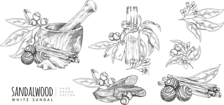 Sandalwood Vector Images – Browse 4,274 Stock Photos, Vectors, and
