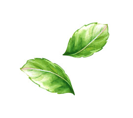 Hand-painted watercolor botanical illustration of a double fresh green mint leaf. Isolated on a white background. Perfect for food packaging, menus, cocktail recipes, skincare products, cosmetics, and © Belena_Art