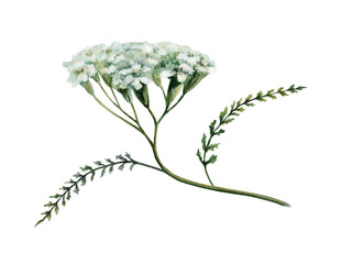 Yarrow plant branch watercolor illustration. White Achillea millefolium flower and leaves for pharmaceutical digestive medicine packaging, apothecary herbal tea label and organic skincare design © AnKa