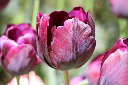 Tulipa 'Ronaldo'. Close up of single deep velvet redish purple tulip in spring. 