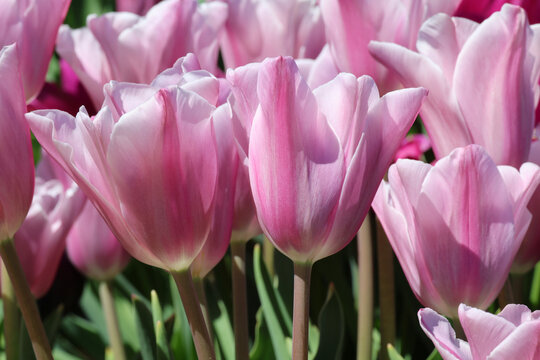 Tulipa 'Mistress Mystic'. Close up of pink white tulip with redish purple blaze or flame in spring. 