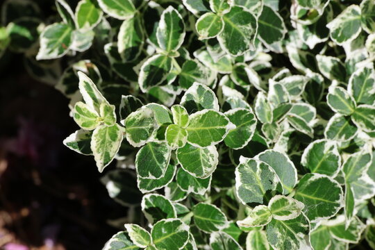 Euonymus fortunei 'Emerald Gaiety'. Close up of neat, variegated, green with white margins spindle foliage. 