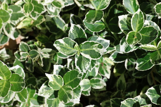 Euonymus fortunei 'Emerald Gaiety'. Close up shoot of variegated, green with white margins spindle foliage. 