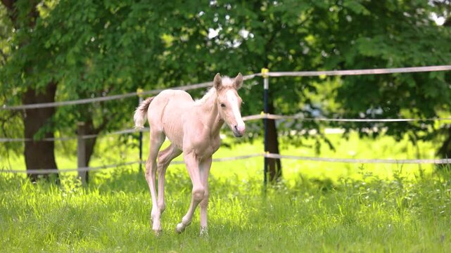 Young palomino Barb foal walking curiously across pasture while accompanied by attentive adult mares