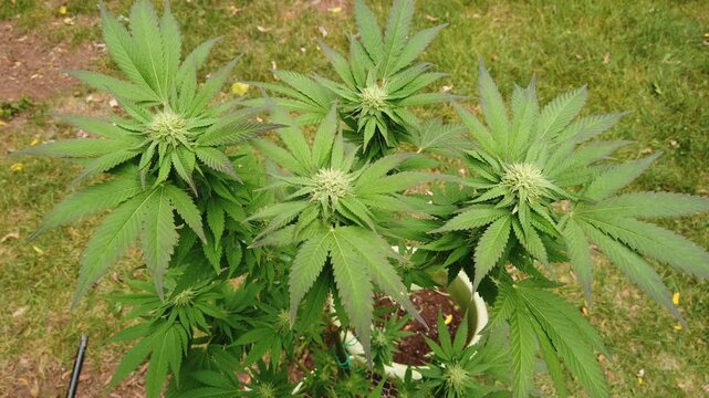 The top of a cannabis marijuana plant during flowering. The white pistils and stigma indicating that this is early in the flowering process and likely weeks away from harvest.