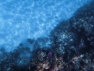 Stunning Underwater View of Coral Reef with Tropical Fish and Sunlight Ripples on Sandy Sea Floor in the Red Sea © Dmitri