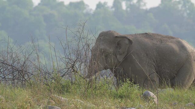 Super tusker elephant walking in slow motion in Jim Corbett National Park