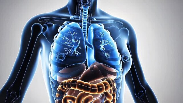 3D medical render animation of human female anatomy showing lungs and internal organs