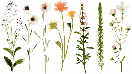 Watercolor wildflowers and meadow plants collection on a white background high quality professional detailed modern elegant stylish clean © PRODIP