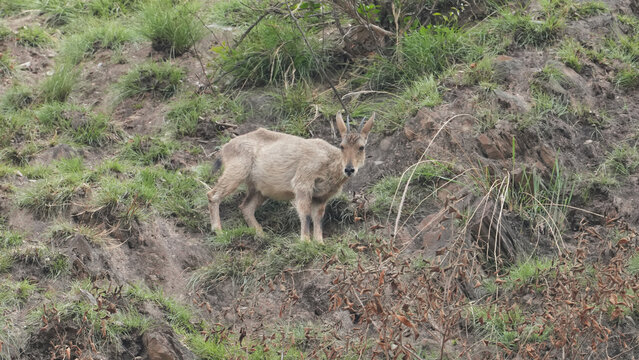 Himalayan Goral Standing on Rocky Mountain Slope in Natural Wild Habitat