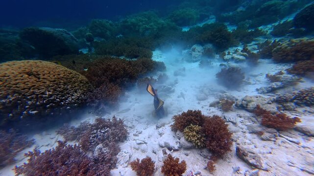 The titan trigger fish in Underwater Wonders of the Tropical Reef with Beauty of Coral Reef Biodiversity and view of colorful tropical fish and coral reef ecosystem	