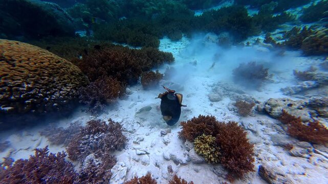 The titan trigger fish in Underwater Wonders of the Tropical Reef with Beauty of Coral Reef Biodiversity and view of colorful tropical fish and coral reef ecosystem	