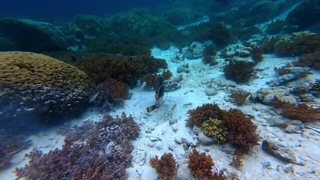 The titan trigger fish in Underwater Wonders of the Tropical Reef with Beauty of Coral Reef Biodiversity and view of colorful tropical fish and coral reef ecosystem	